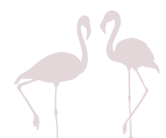 Flamingo Image